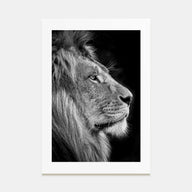 Lion Photo B&W No 1 Poster