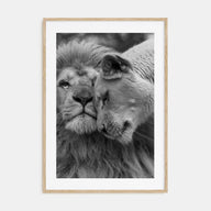 Lion Photo B&W No 2 Poster