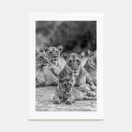 Lion Photo B&W No 3 Poster