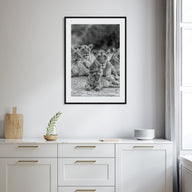 Lion Photo B&W No 3 Poster