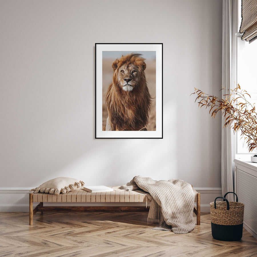 Lion Photo Color No 1 Poster