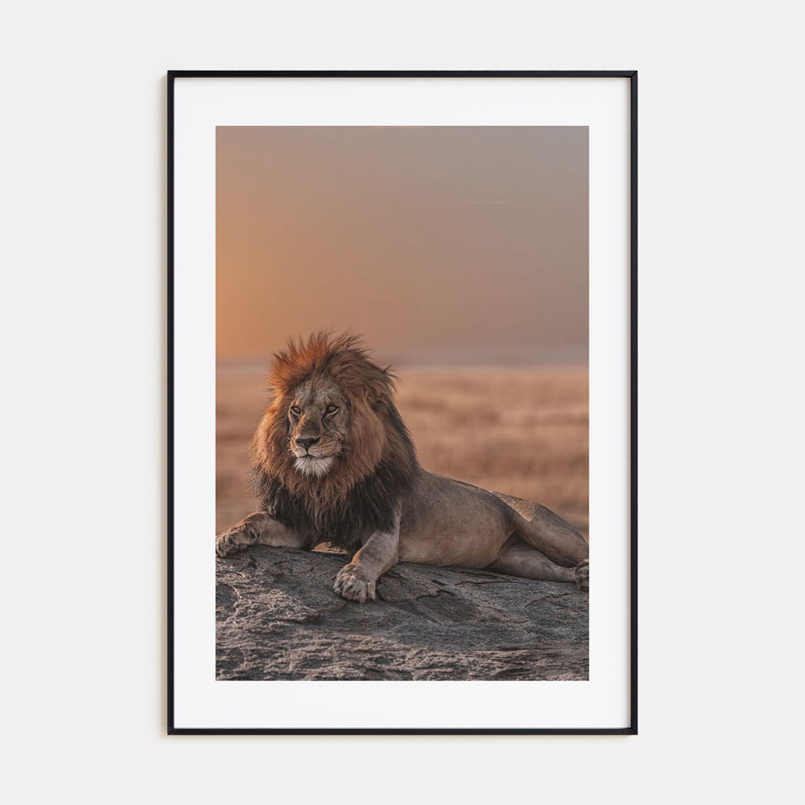Lion Photo Color No 2 Poster