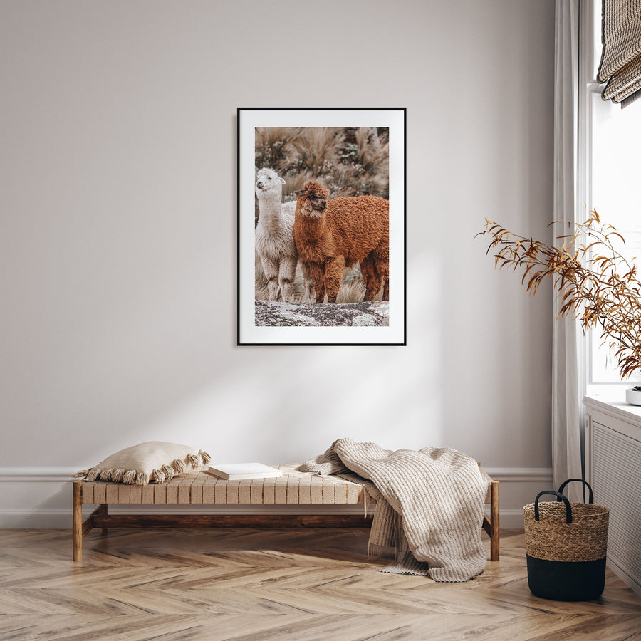 Llama Photo Color Poster