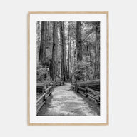Muir Woods National Monument Photo B&W Poster