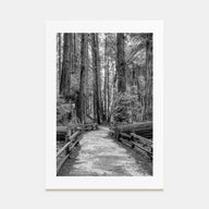 Muir Woods National Monument Photo B&W Poster