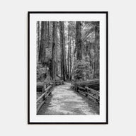 Muir Woods National Monument Photo B&W Poster
