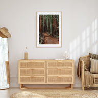 Muir Woods National Monument Photo Color Poster