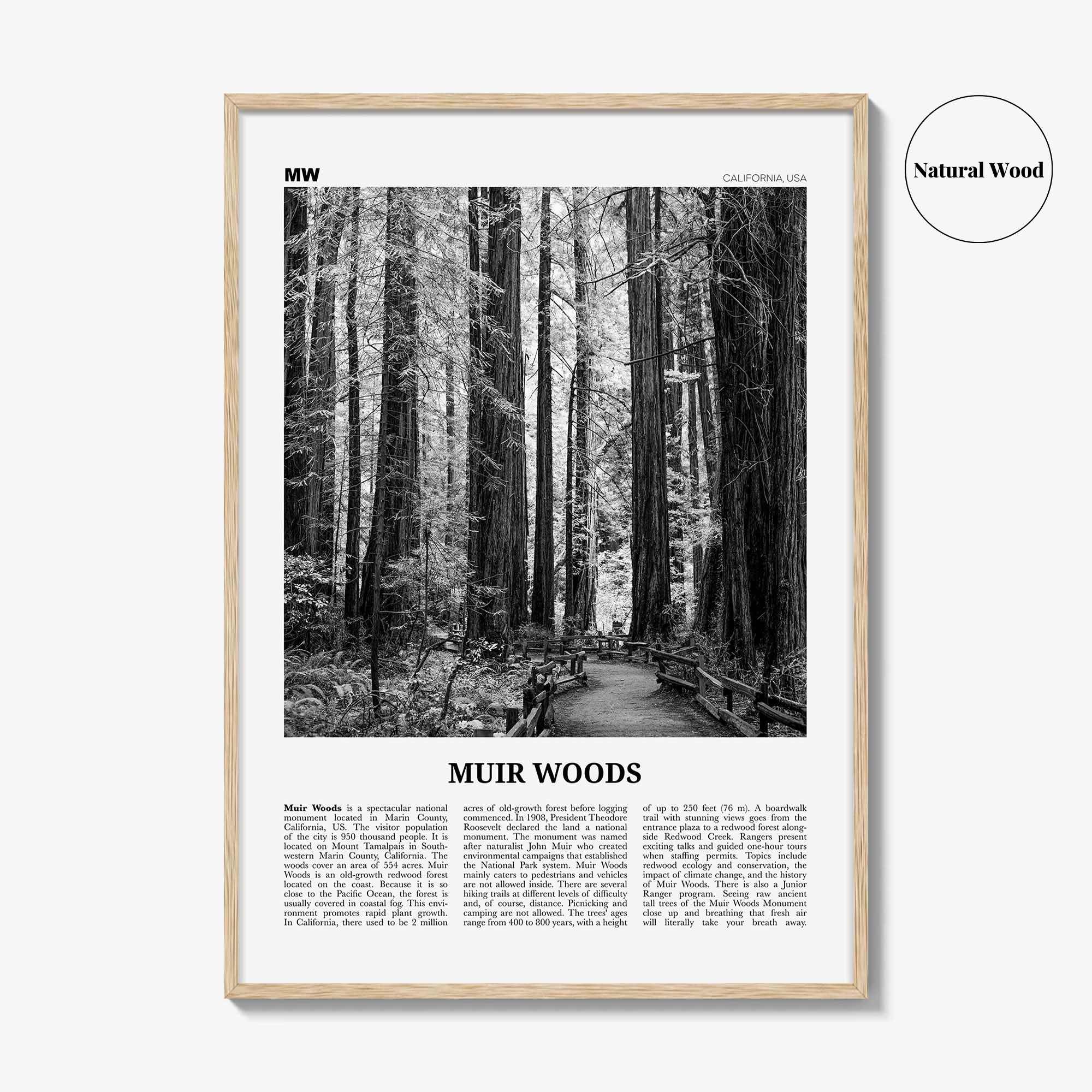 Muir Woods National Monument Print Black and White, Muir Woods Wall Art, Muir Woods Poster, Muir Woods Photo, California, USA