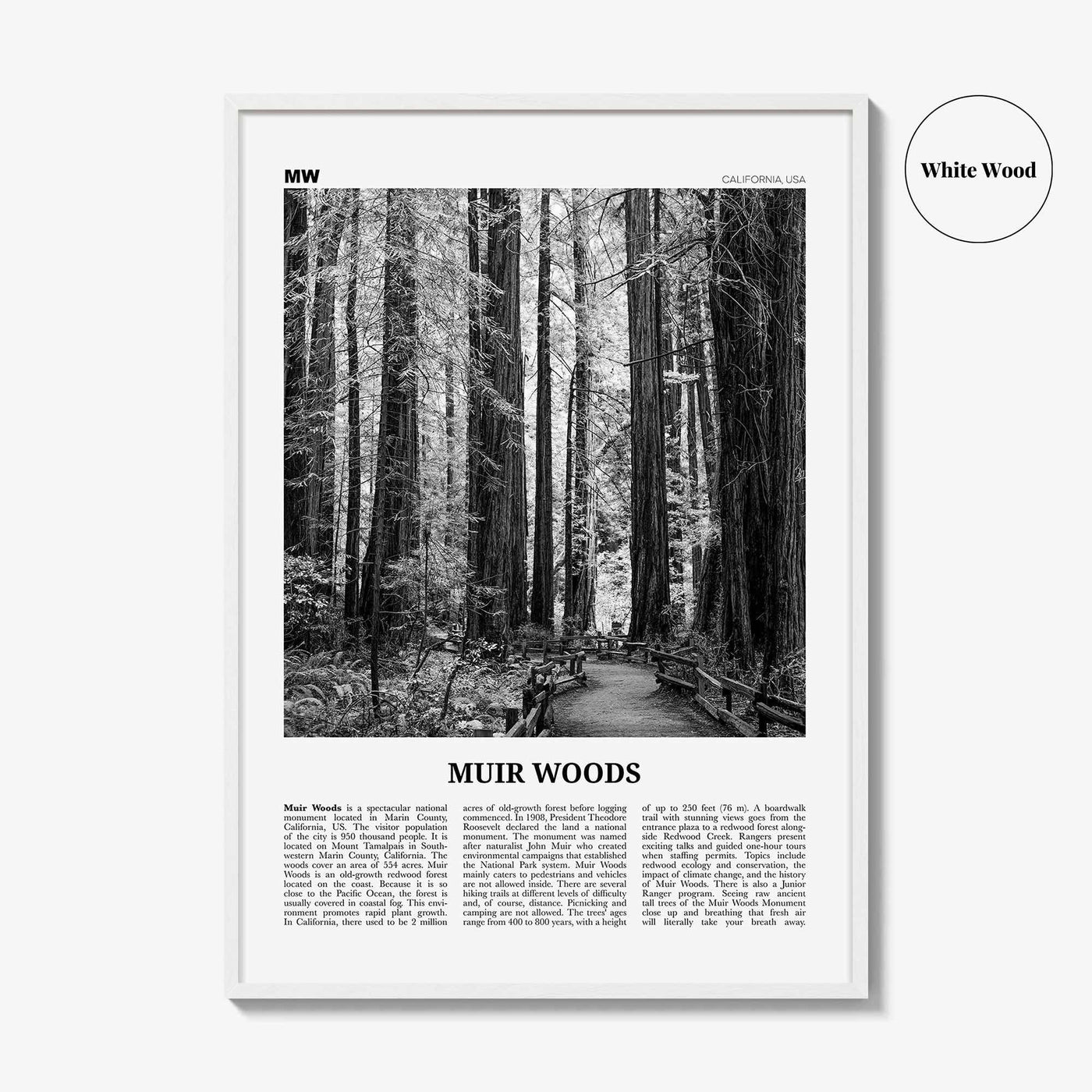 Muir Woods National Monument Print Black and White, Muir Woods Wall Art, Muir Woods Poster, Muir Woods Photo, California, USA