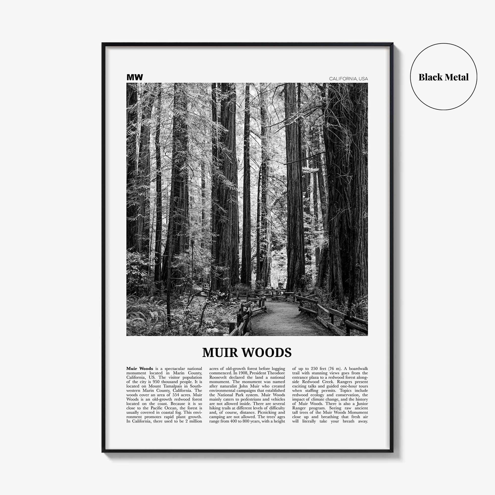 Muir Woods National Monument Print Black and White, Muir Woods Wall Art, Muir Woods Poster, Muir Woods Photo, California, USA