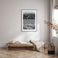 Napa Valley Photo B&W Poster