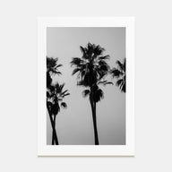 Palms Photo B&W Poster