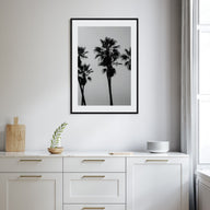 Palms Photo B&W Poster