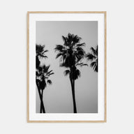 Palms Photo B&W Poster