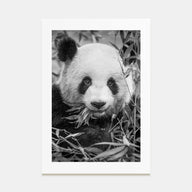 Panda Bear Photo B&W No 1 Poster