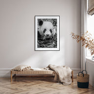 Panda Bear Photo B&W No 1 Poster