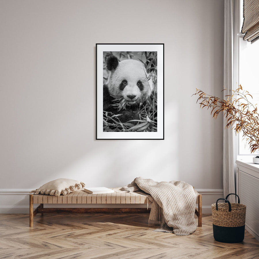 Panda Bear Photo B&W No 1 Poster