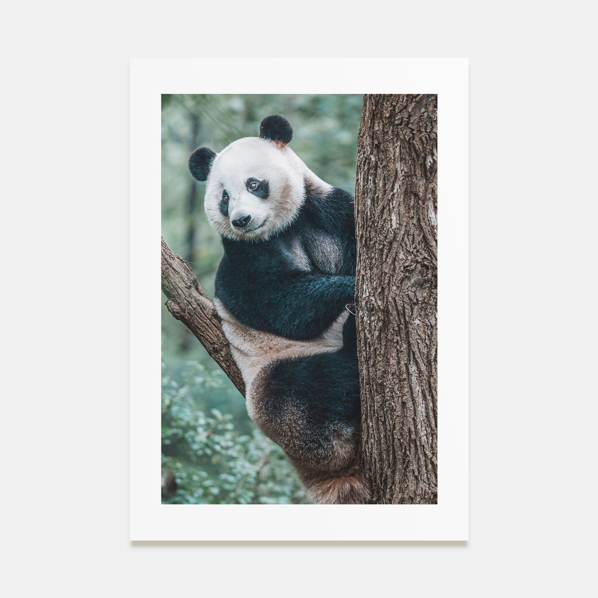 Panda Bear Photo Color Poster