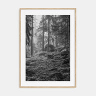 Pine Tree Forest Photo B&W No 2 Poster