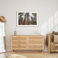 Redwood National Park Landscape Color Poster