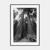 Redwood National Park Photo B&W Poster