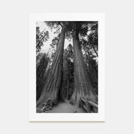 Redwood National Park Photo B&W Poster