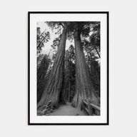 Redwood National Park Photo B&W Poster