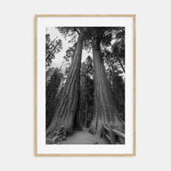 Redwood National Park Photo B&W Poster