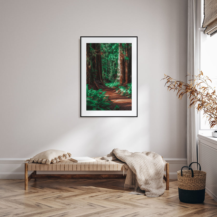 Redwood National Park Photo Color No 2 Poster