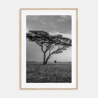 Savannah Photo B&W No 2 Poster