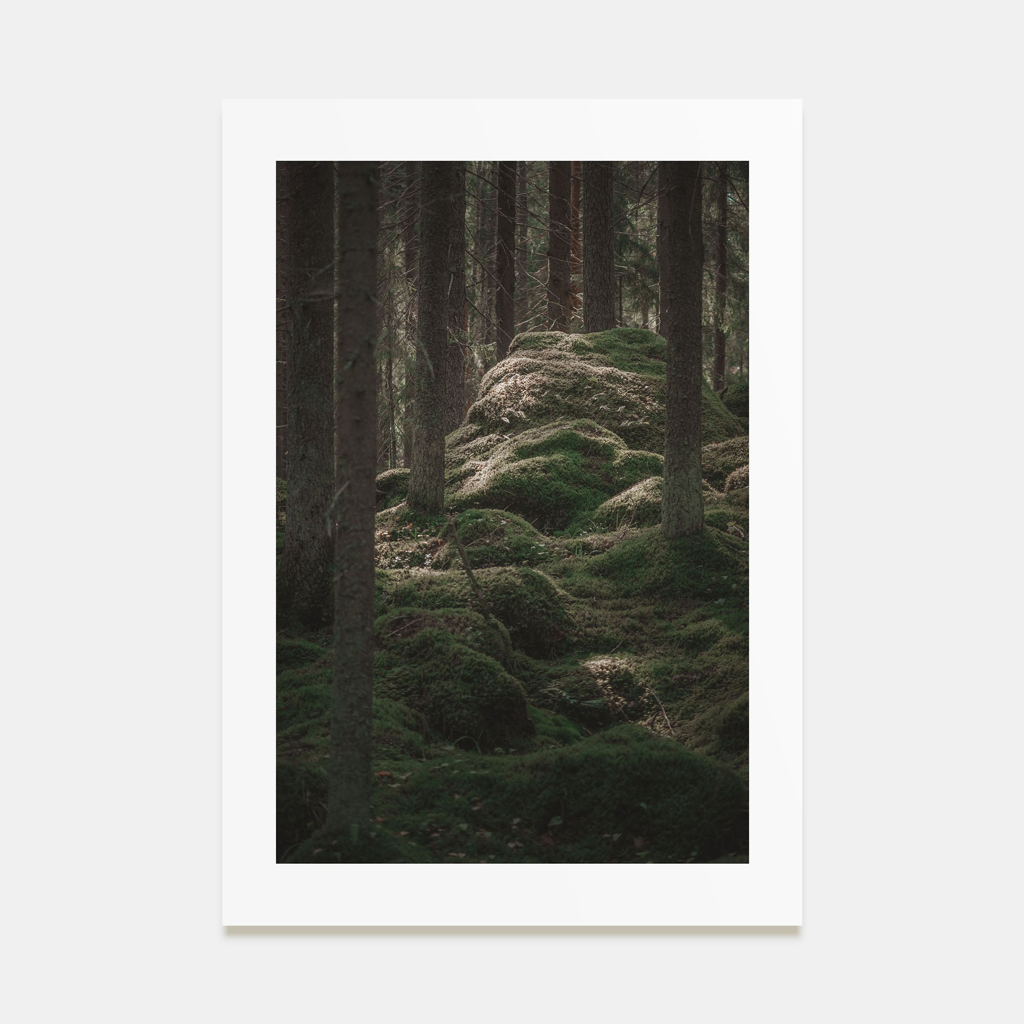 Scandinavian Forest Photo Color No 2 Poster