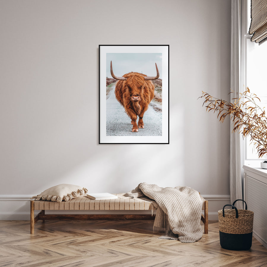 Scottish Highlander Photo Color No 3 Poster