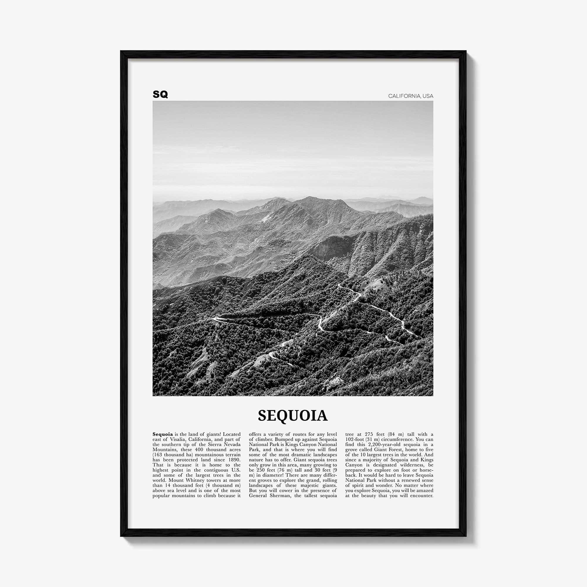 Sequoia National Park Print Black and White, Sequoia Wall Art, Sequoia Poster, Sequoia Photo, California, USA, United States, North America