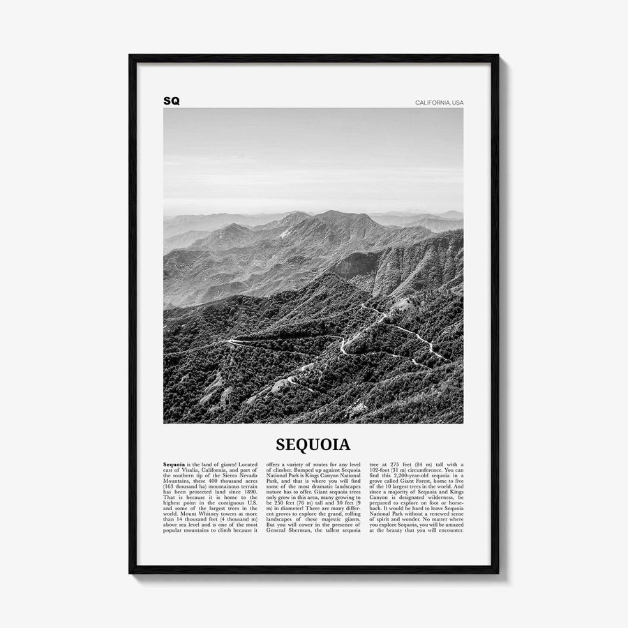 Sequoia National Park Print Black and White, Sequoia Wall Art, Sequoia Poster, Sequoia Photo, California, USA, United States, North America