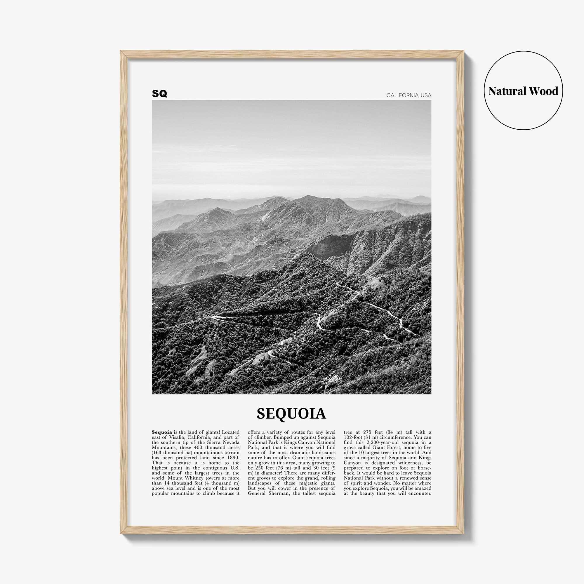 Sequoia National Park Print Black and White, Sequoia Wall Art, Sequoia Poster, Sequoia Photo, California, USA, United States, North America