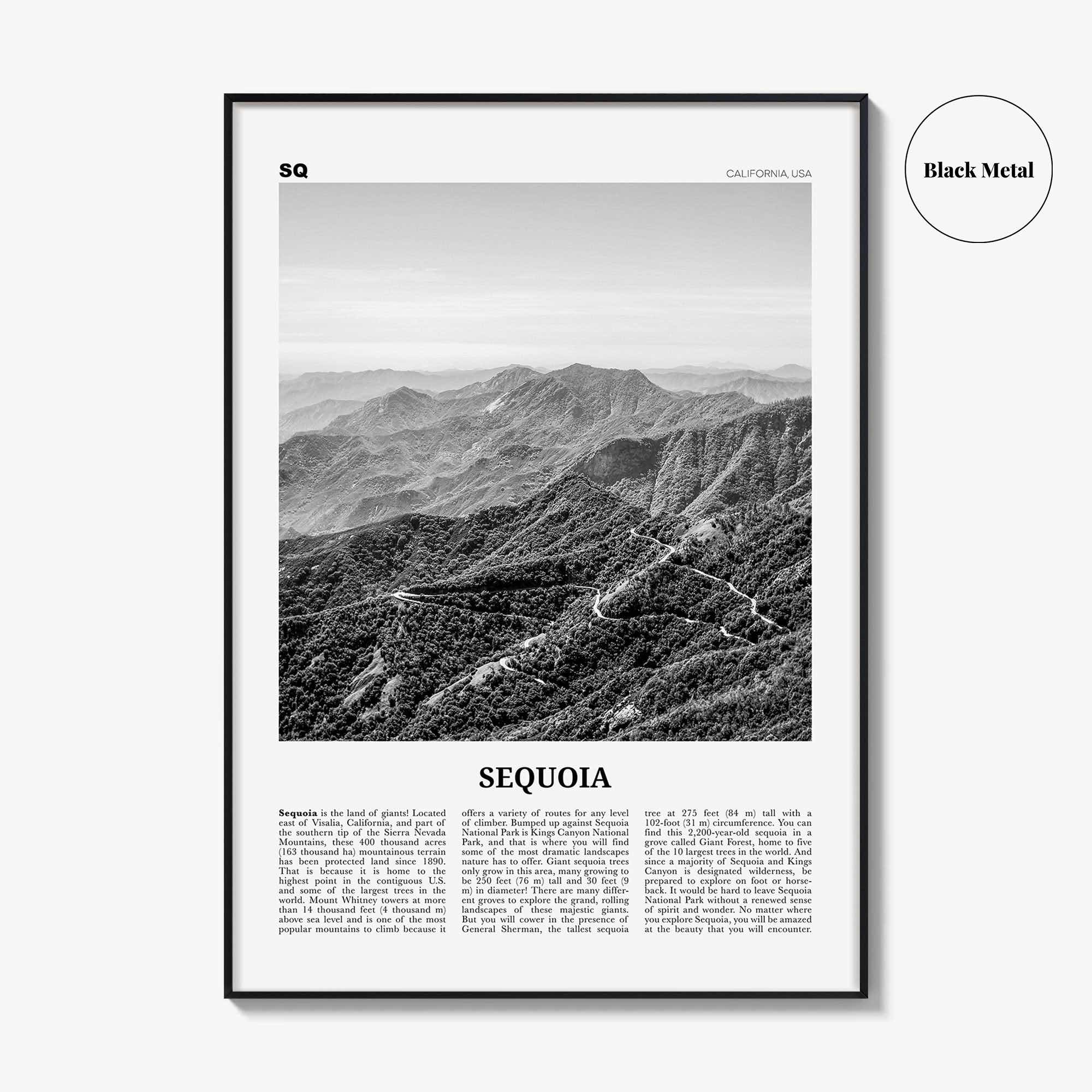Sequoia National Park Print Black and White, Sequoia Wall Art, Sequoia Poster, Sequoia Photo, California, USA, United States, North America