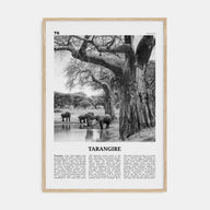 Tarangire National Park Travel B&W Poster