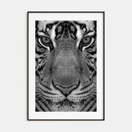 Tiger Photo B&W No 1 Poster