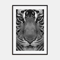 Tiger Photo B&W No 1 Poster