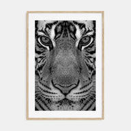 Tiger Photo B&W No 1 Poster
