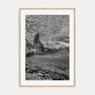Turtle Photo B&W Poster