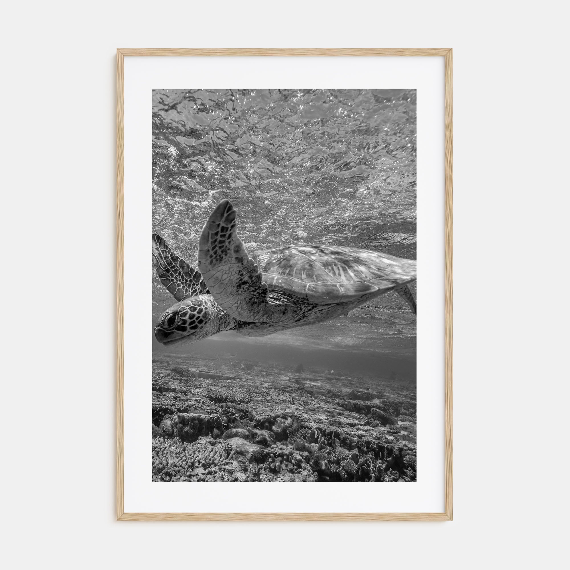 Turtle Photo B&W Poster