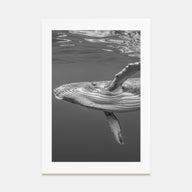 Whale Photo B&W No 1 Poster