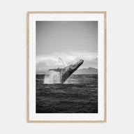 Whale Photo B&W No 2 Poster