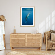 Whale Photo Color No 2 Poster