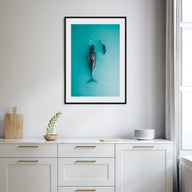 Whale Photo Color No 3 Poster