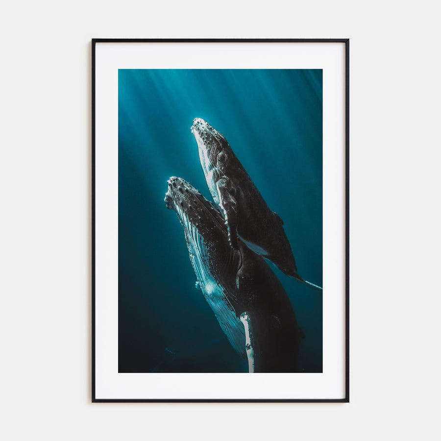Whale Photo Color No 6 Poster