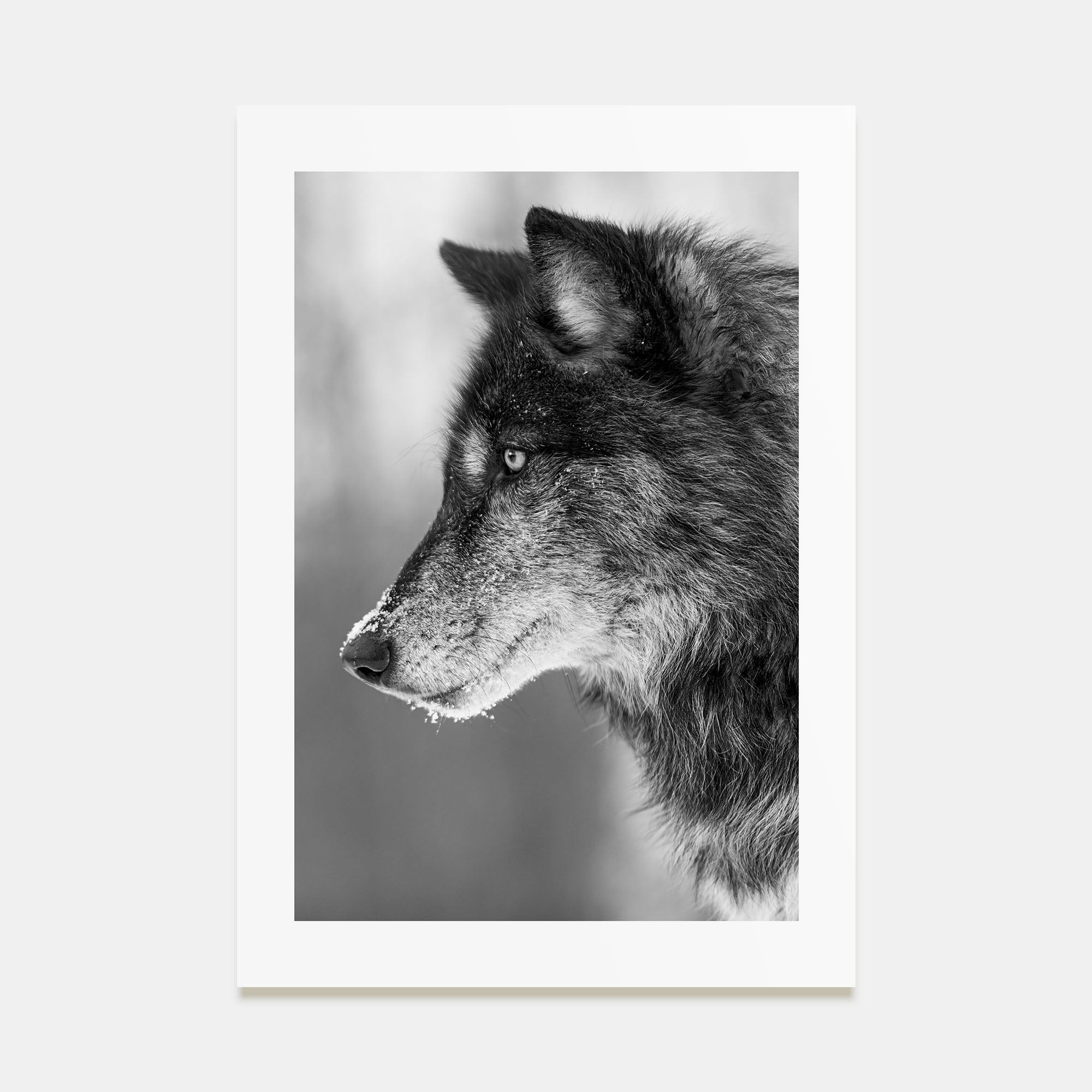 Wolf Photo B&W No 1 Poster