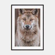 Wolf Photo Color No 2 Poster