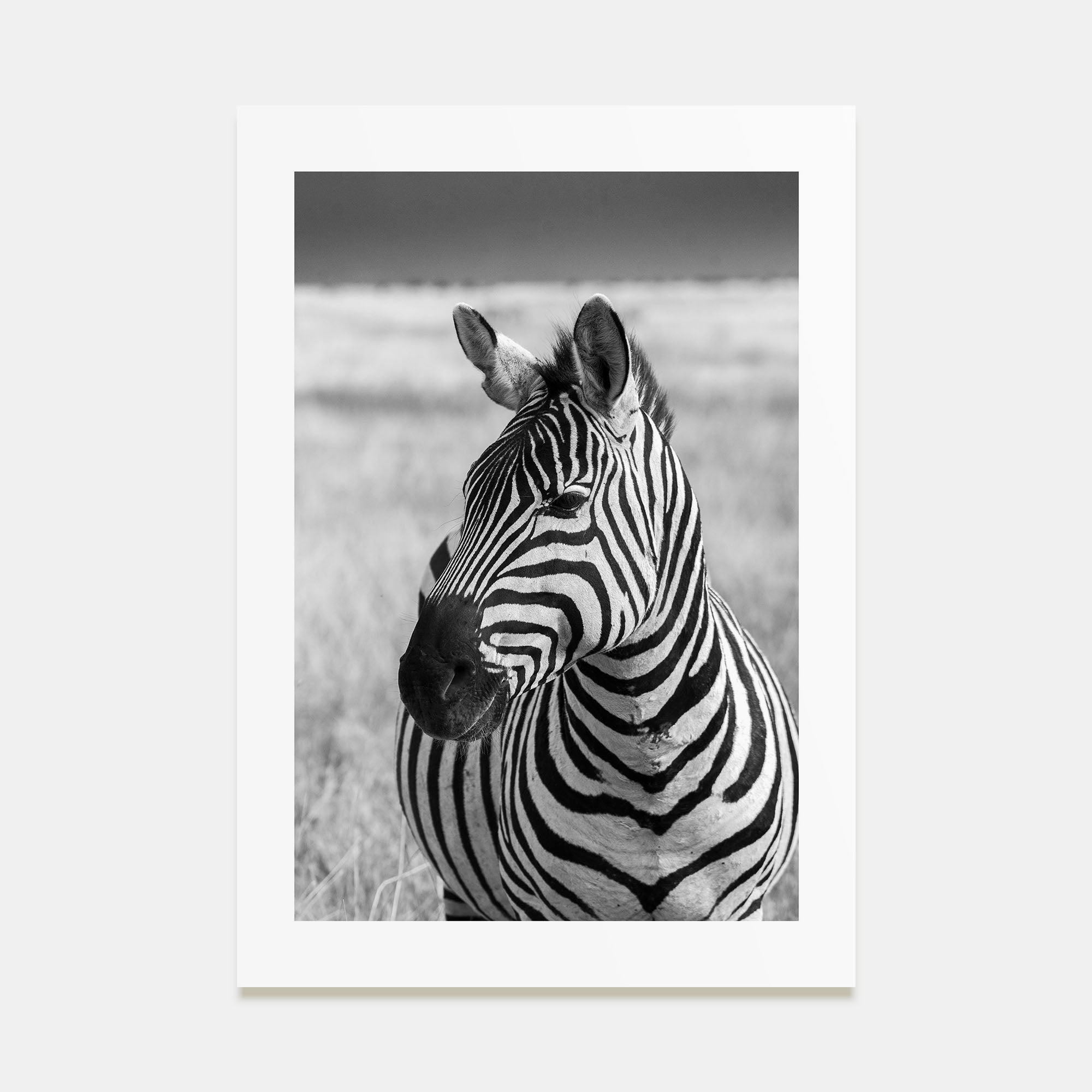 Zebra Photo B&W No 1 Poster